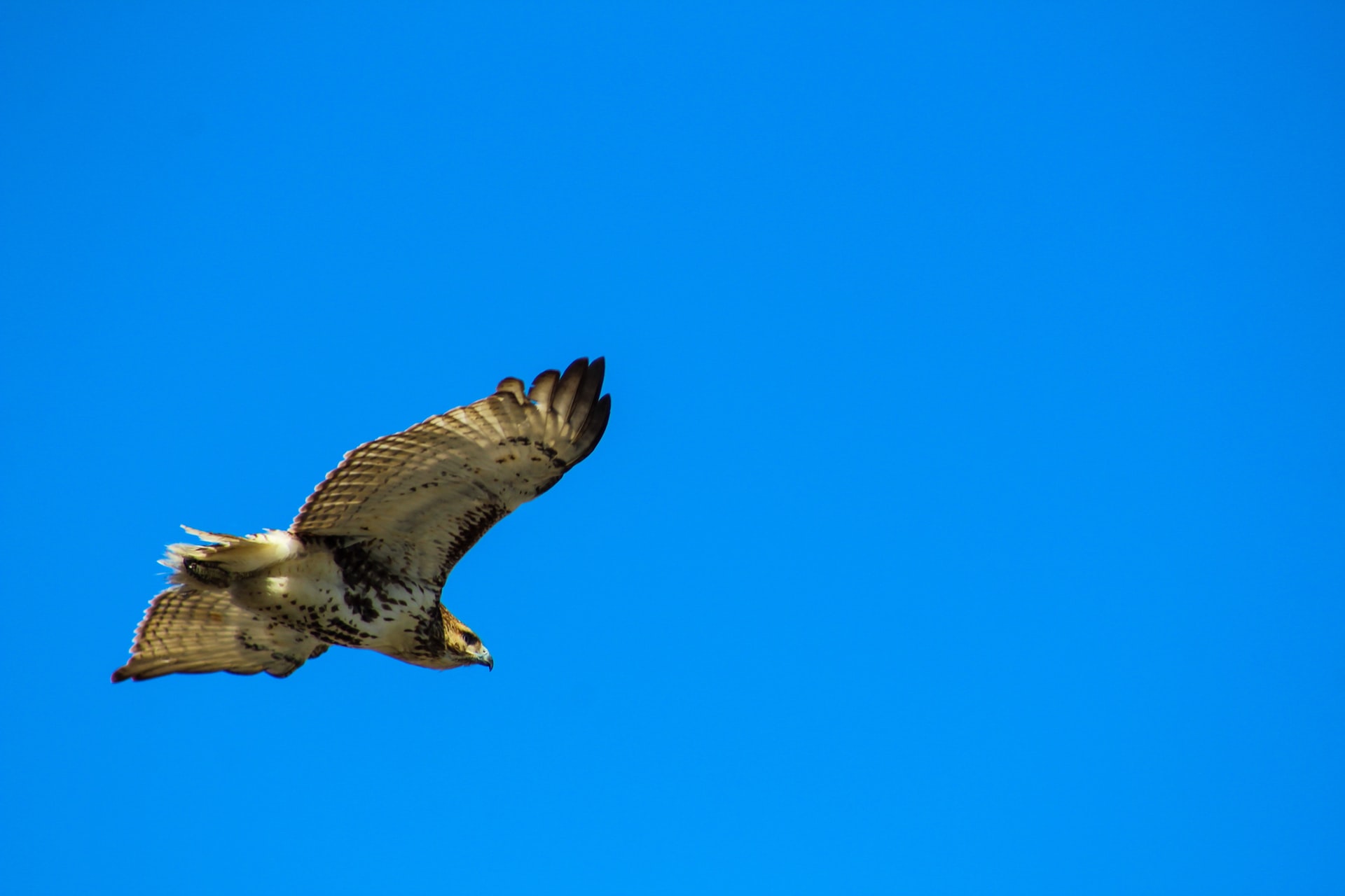 Photo of a hawk in flight agains a bright blue sky.