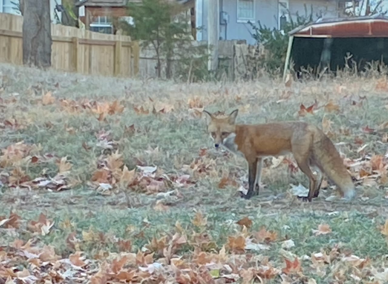 Fox standing in a front yard in Lawrence, KS.