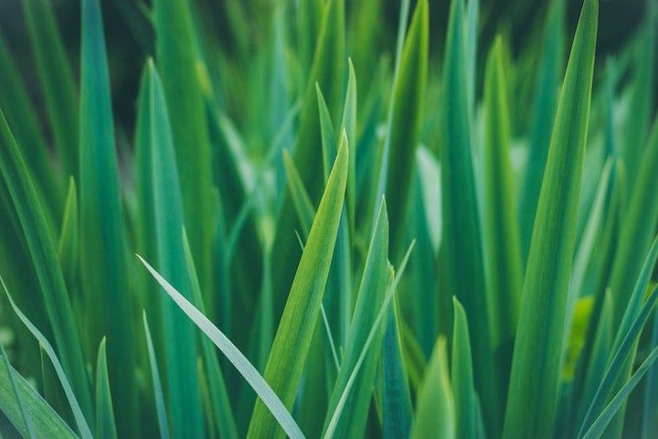 A Close up view of green blades of grass.