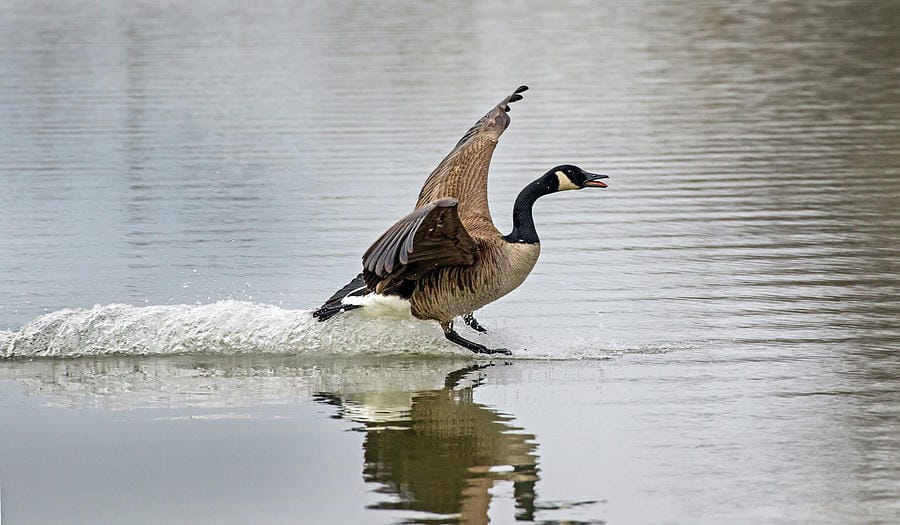 A goose landing on water.