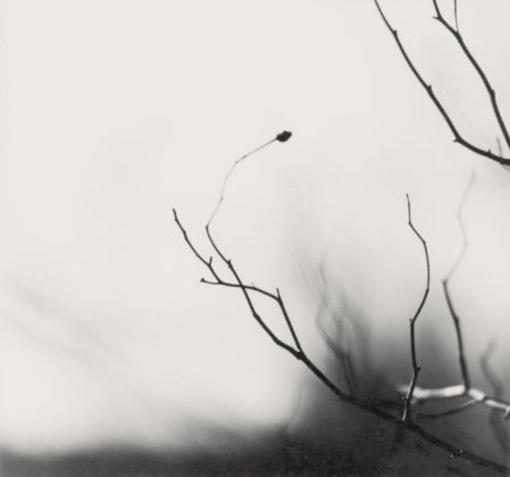 Blurry black and white photo of a bare twig on a tree.